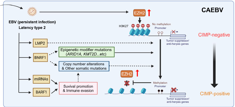 CAEBVにおけるエピゲノム変化