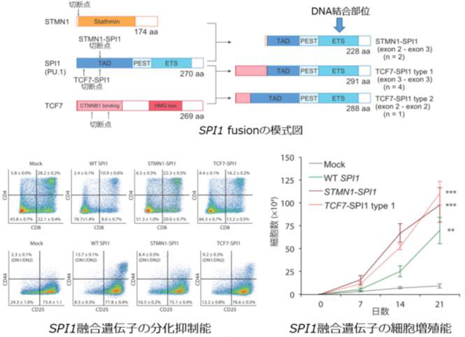 T-ALL で検出された SPI1 融合遺伝子