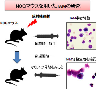 PDXによるTAMの病態再現