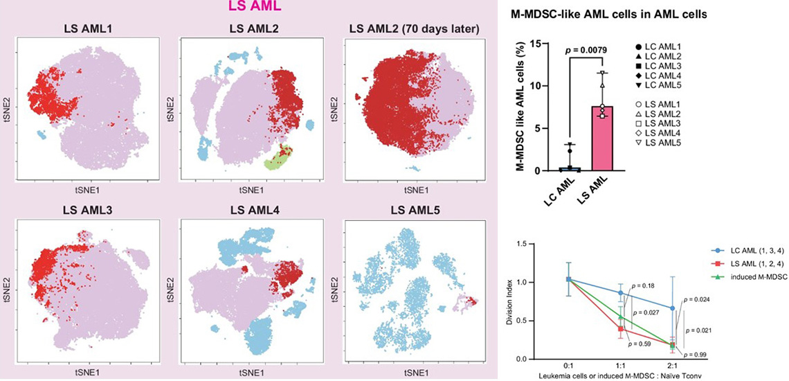 KMT2A再構成白血病におけるLineage switch後のAML細胞におけるM-MDSC様免疫抑制表現型