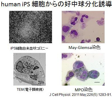 human iPS 細胞からの好中球分化誘導